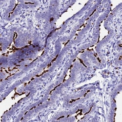 CCDC19 Antibody, Novus Biologicals:Antibodies:Primary Antibodies